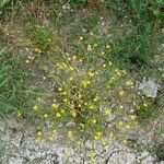 Ranunculus sardous Λουλούδι