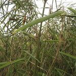 Phyllostachys sulphurea Casca