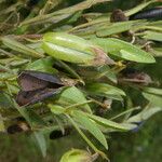 Crotalaria sagittalis Froito