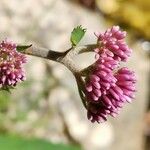 Adenostyles alpina Fula