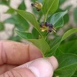 Vincetoxicum funebre Flower