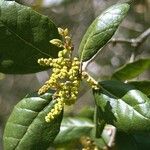 Quercus agrifolia Hoja