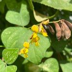 Rhynchosia minima Flower