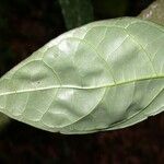 Martinella obovata Leaf