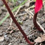 Cyclamen repandum Casca