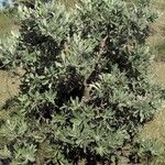 Pyrus elaeagrifolia Yeri