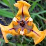 Cypella herbertii Flor