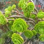 Aeonium lancerottense Blatt