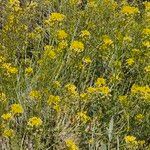Descurainia bourgaeana Flor