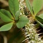 Euphorbia didiereoides Leaf