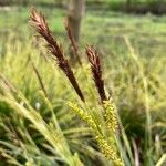 Carex punctata Blomst