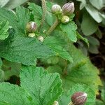 Anemone hupehensis Blüte