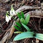 Galanthus plicatus ᱥᱟᱠᱟᱢ