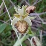 Ophrys × arachnitiformis