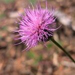 Cirsium tuberosum फूल