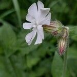 Silene armeria Flors