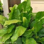 Spathiphyllum blandum Leht