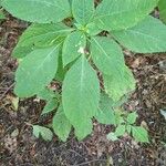 Impatiens parvifloraLeaf