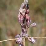 Allium savii Flower