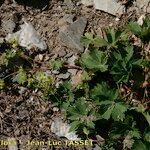 Alchemilla fissa Vekstform