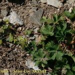 Alchemilla fissa Habit