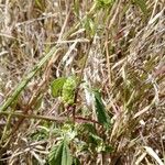 Lantana viburnoides Liść