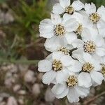 Achillea clavennae Flors