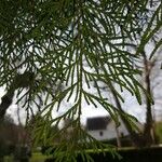 Thuja occidentalis Blatt