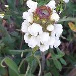 Prunella laciniata Kvet