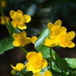 Caltha palustrisКвітка