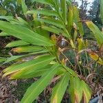 Hedychium flavescens Levél