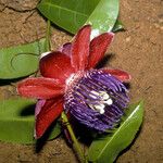 Passiflora gabrielliana Flower