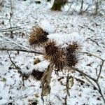 Arctium minus ഫലം