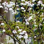 Prunus incisa Květ