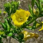 Oenothera glaziovianaKukka