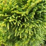 Chamaecyparis obtusa Hoja