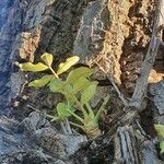 Zanthoxylum chalybeum Leaf