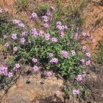 Otomeria oculata Flower