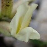 Oxytropis campestris Fula