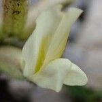 Oxytropis campestris Blodyn