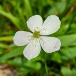 Ranunculus platanifolius फूल