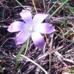 Romulea ligustica Blüte