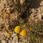 Anthemis tinctoria Flower