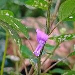 Hypoestes phyllostachyaBloem