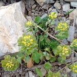 Bivonaea lutea Blomma