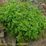 Polycarpon polycarpoides Libunga
