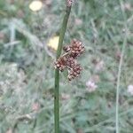 Juncus effususLorea