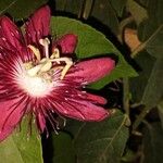 Passiflora vitifolia Fiore