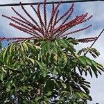 Schefflera actinophyllaFlor