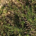 Artemisia scoparia 形態